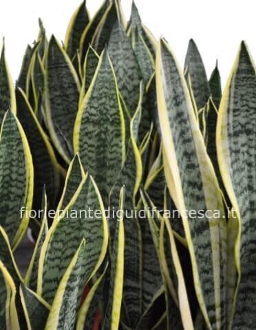 Pianta di sansevieria