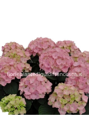Pianta di ortensia alta cm.60 disponibile nei colori bianco,rosa,viola azzurra